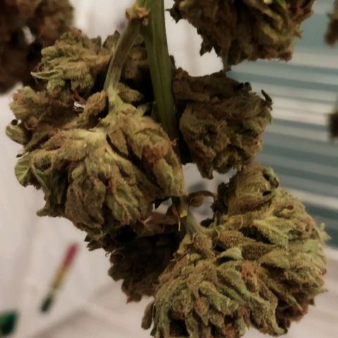 Zkittlez Auto growlog timeline photo