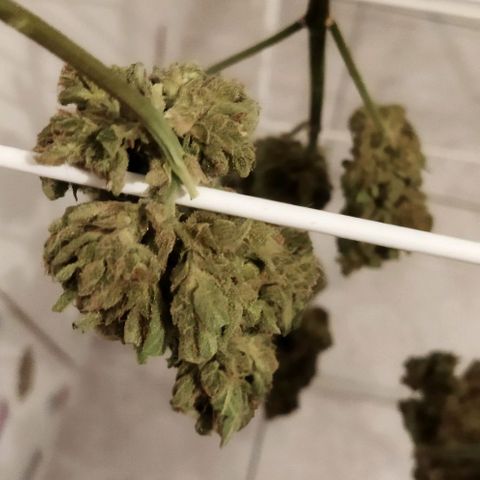 Zkittlez Auto growlog timeline photo