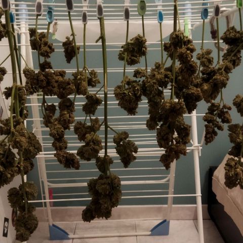 Zkittlez Auto growlog timeline photo
