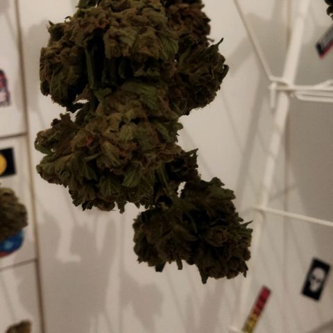 Zkittlez Auto growlog timeline photo