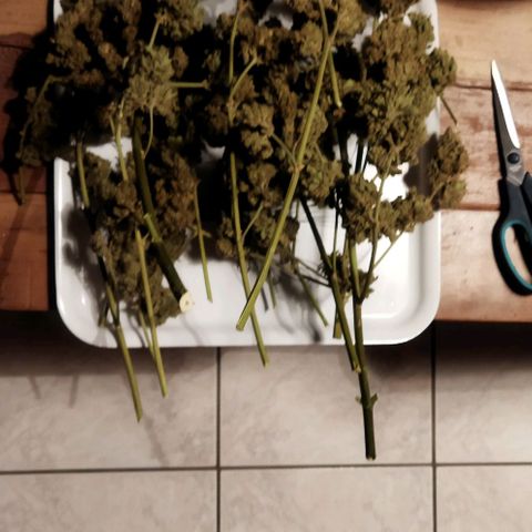 Zkittlez Auto growlog timeline photo
