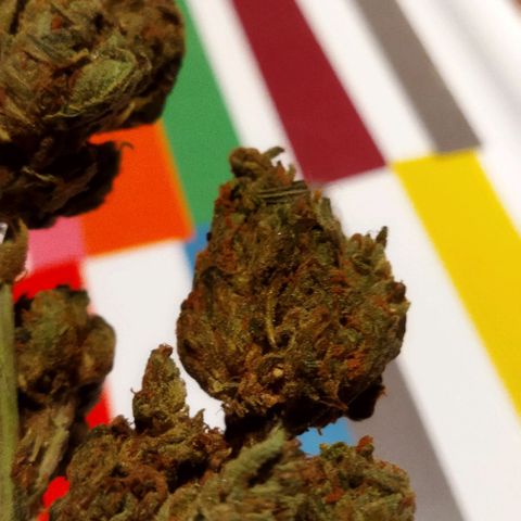 Zkittlez Auto growlog timeline photo