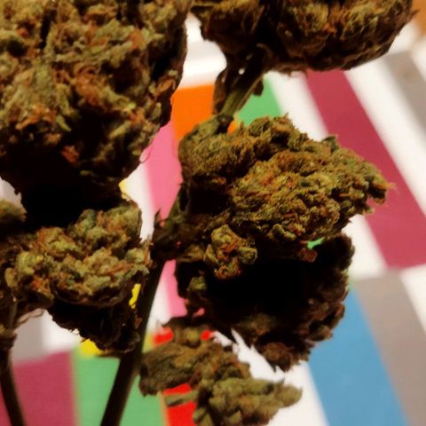 Zkittlez Auto growlog timeline photo