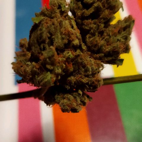 Zkittlez Auto growlog timeline photo