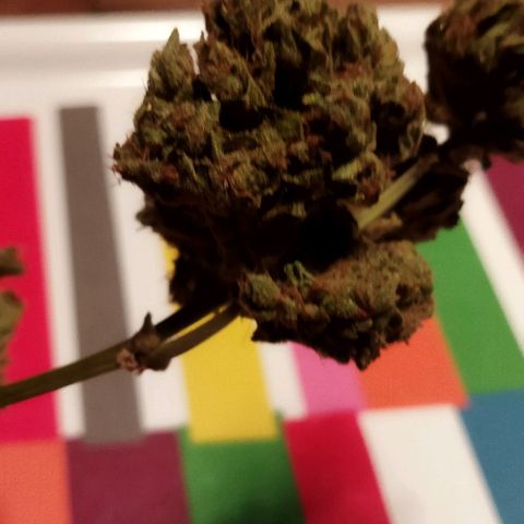 Zkittlez Auto growlog timeline photo