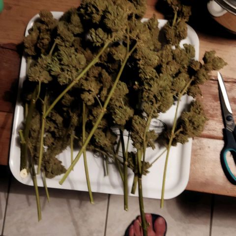 Zkittlez Auto growlog timeline photo