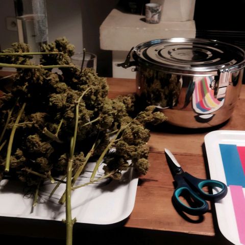 Zkittlez Auto growlog timeline photo