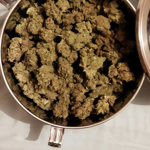 Zkittlez Auto growlog photo: 251,18 grammes