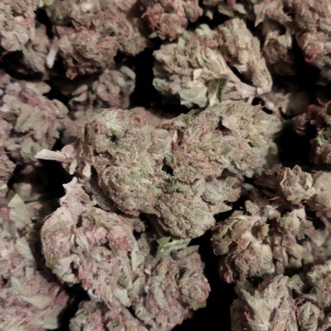 Zkittlez Auto growlog photo: 251,18 grammes