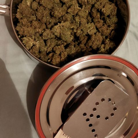 Zkittlez Auto growlog photo: 251,18 grammes