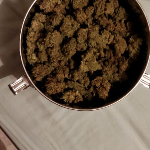 Zkittlez Auto growlog photo: 251,18 grammes