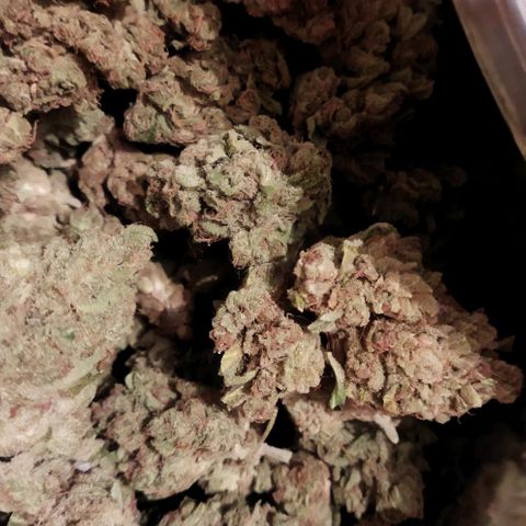Zkittlez Auto growlog photo: 251,18 grammes
