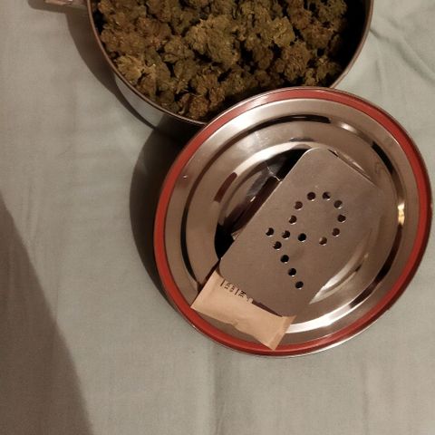 Zkittlez Auto growlog photo: 251,18 grammes
