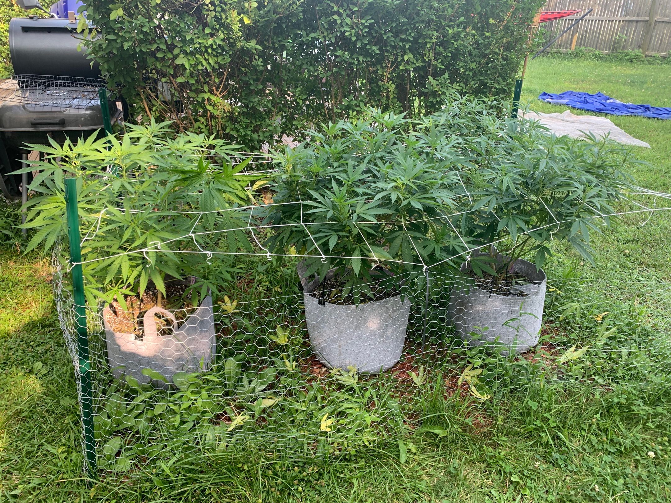 Sour Amnesia & Butter Bean growlog header