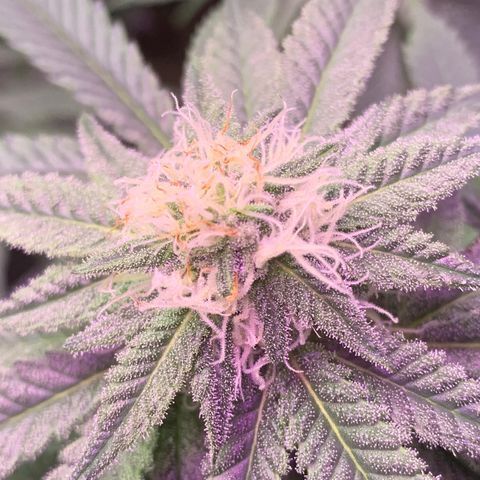 Zkittle LPC, TP & Palp Kush growlog timeline photo