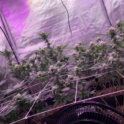 Zkittle LPC, TP & Palp Kush growlog photo: Flower over the last few weeks