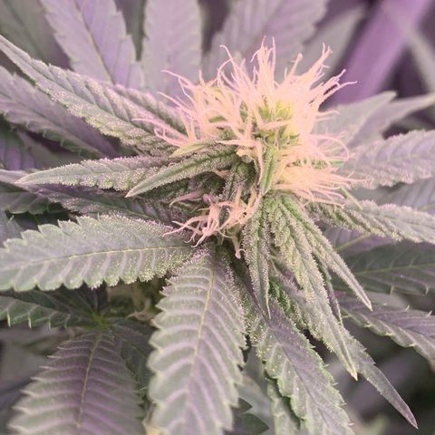 Zkittle LPC, TP & Palp Kush growlog photo: Flower over the last few weeks