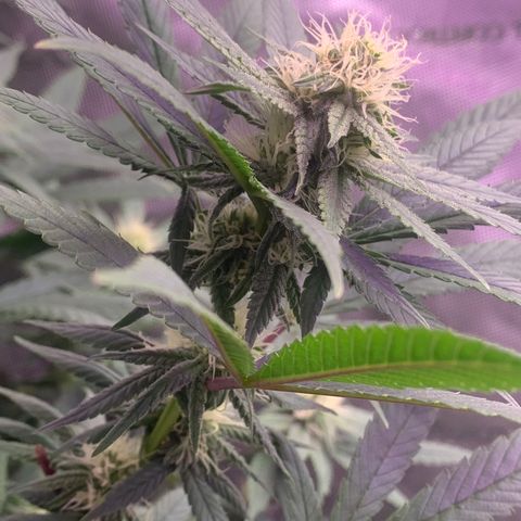 Zkittle LPC, TP & Palp Kush growlog photo: Flower over the last few weeks