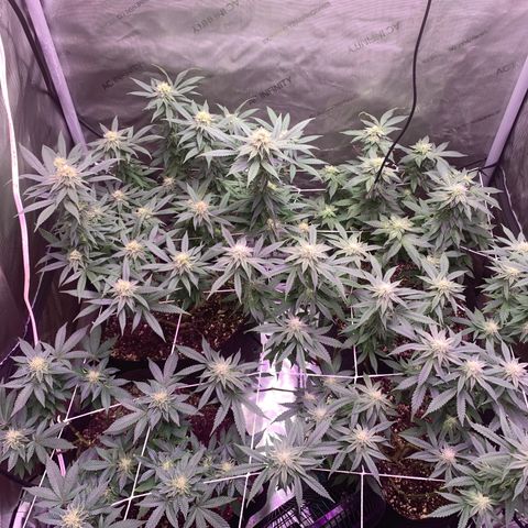Zkittle LPC, TP & Palp Kush growlog photo: Flower over the last few weeks