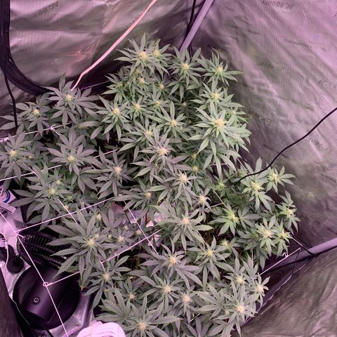 Zkittle LPC, TP & Palp Kush growlog photo: Flower over the last few weeks