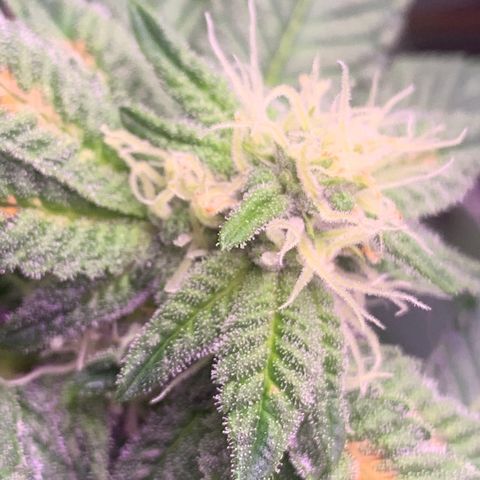 Zkittle LPC, TP & Palp Kush growlog photo: Flower over the last few weeks