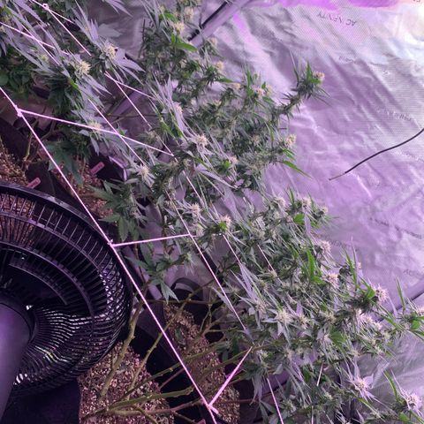 Zkittle LPC, TP & Palp Kush growlog photo: Flower over the last few weeks