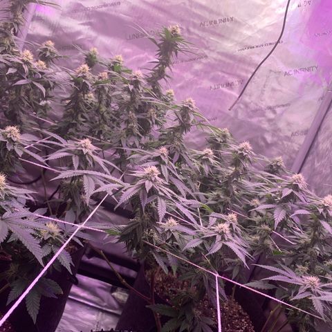 Zkittle LPC, TP & Palp Kush growlog photo: Flower over the last few weeks