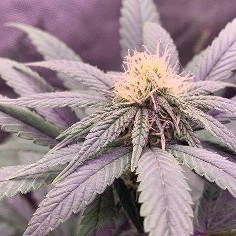 Zkittle LPC, TP & Palp Kush growlog photo: Flower over the last few weeks
