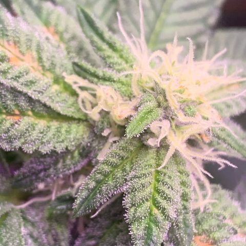 Zkittle LPC, TP & Palp Kush growlog photo: Flower over the last few weeks