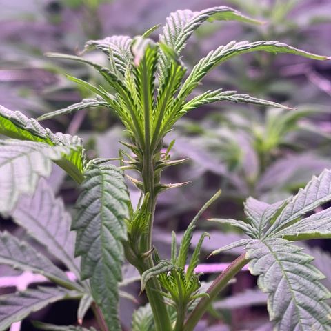 Zkittle LPC, TP & Palp Kush growlog photo: Flower flip