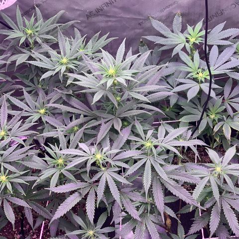Zkittle LPC, TP & Palp Kush growlog photo: Flower flip