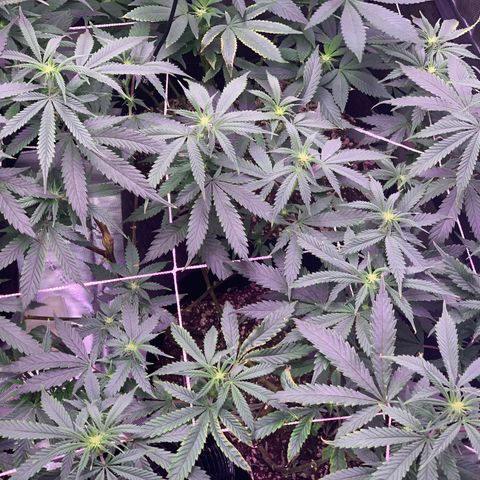 Zkittle LPC, TP & Palp Kush growlog photo: Flower flip