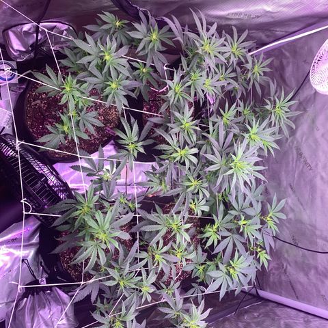 Zkittle LPC, TP & Palp Kush growlog photo: Flower flip
