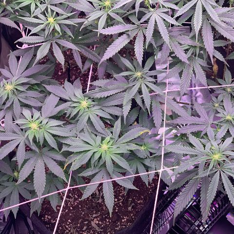 Zkittle LPC, TP & Palp Kush growlog photo: Flower flip