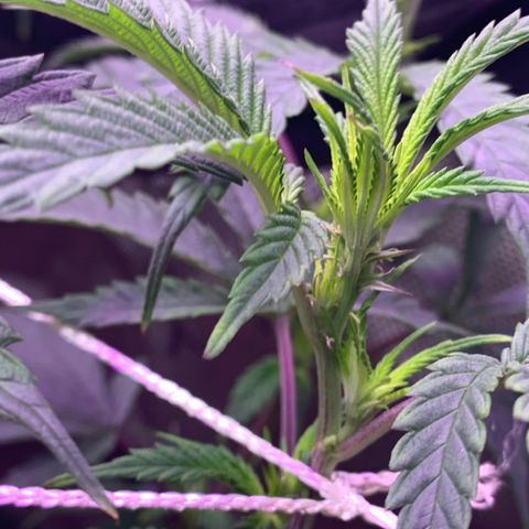 Zkittle LPC, TP & Palp Kush growlog photo: Flower flip