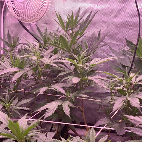 Zkittle LPC, TP & Palp Kush growlog photo: Flower flip