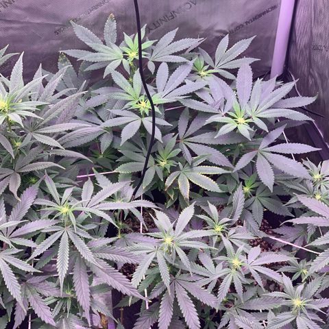 Zkittle LPC, TP & Palp Kush growlog photo: Flower flip