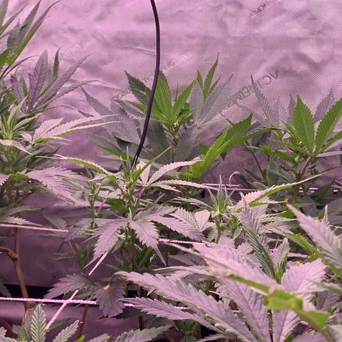 Zkittle LPC, TP & Palp Kush growlog photo: Flower flip