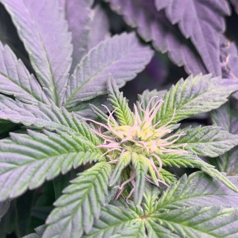 Zkittle LPC, TP & Palp Kush growlog photo: Flower flip