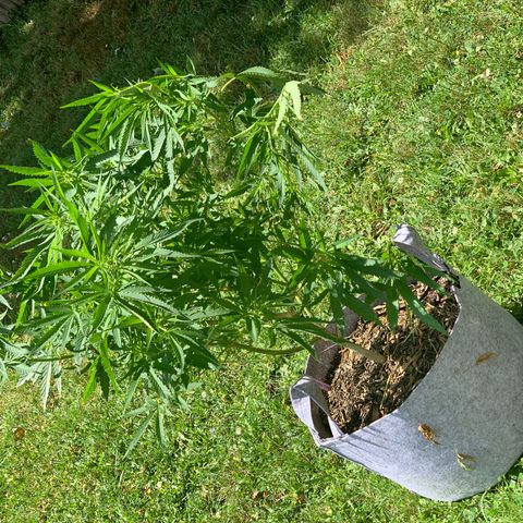 Sour Amnesia & Butter Bean growlog photo