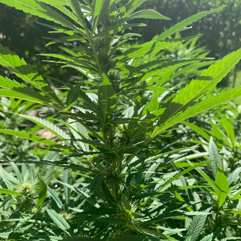 Sour Amnesia & Butter Bean growlog photo