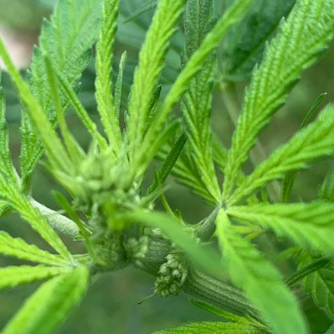Sour Amnesia & Butter Bean growlog photo