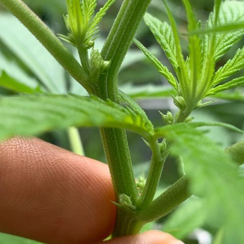 Sour Amnesia & Butter Bean growlog photo