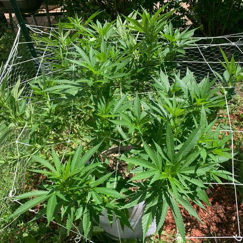 Sour Amnesia & Butter Bean growlog photo