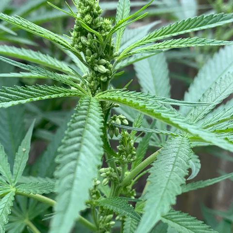 Sour Amnesia & Butter Bean growlog photo: Outdoor, males formed going into flower