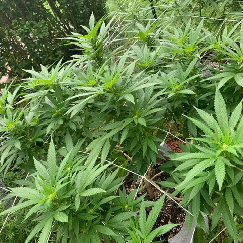 Sour Amnesia & Butter Bean growlog photo: Outdoor, males formed going into flower