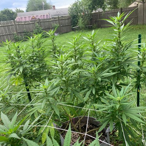 Sour Amnesia & Butter Bean growlog photo: Outdoor, males formed going into flower