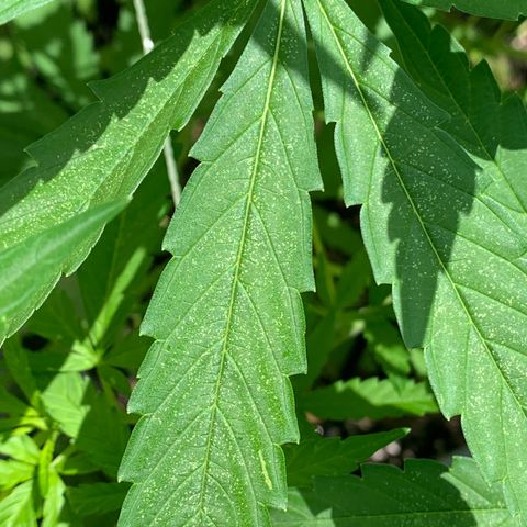 Sour Amnesia & Butter Bean growlog photo: Outdoor, males formed going into flower
