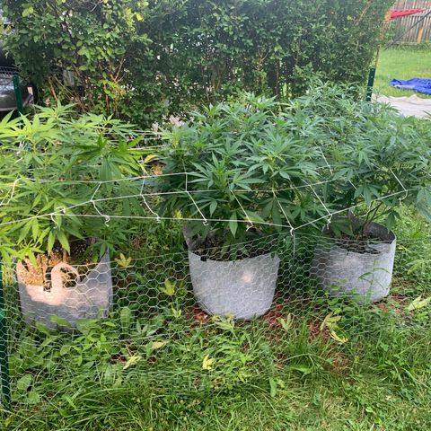 Sour Amnesia & Butter Bean growlog timeline photo