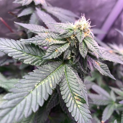 Zkittle LPC, TP & Palp Kush growlog photo: Buds stacking 